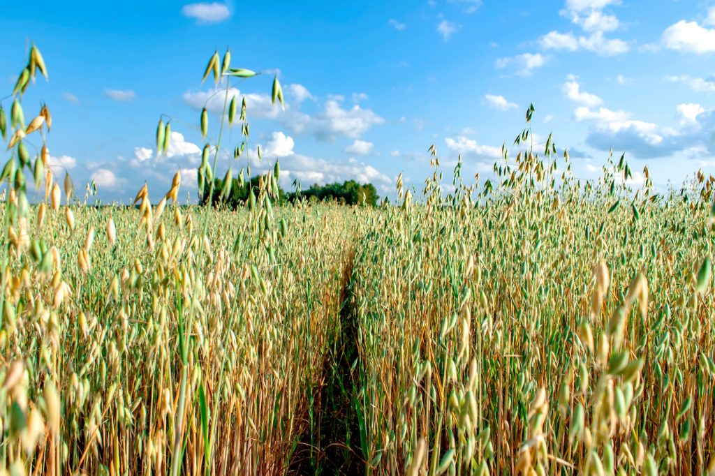 New effort aims to help Midwest farmers plant cover crops on a half a  million acres